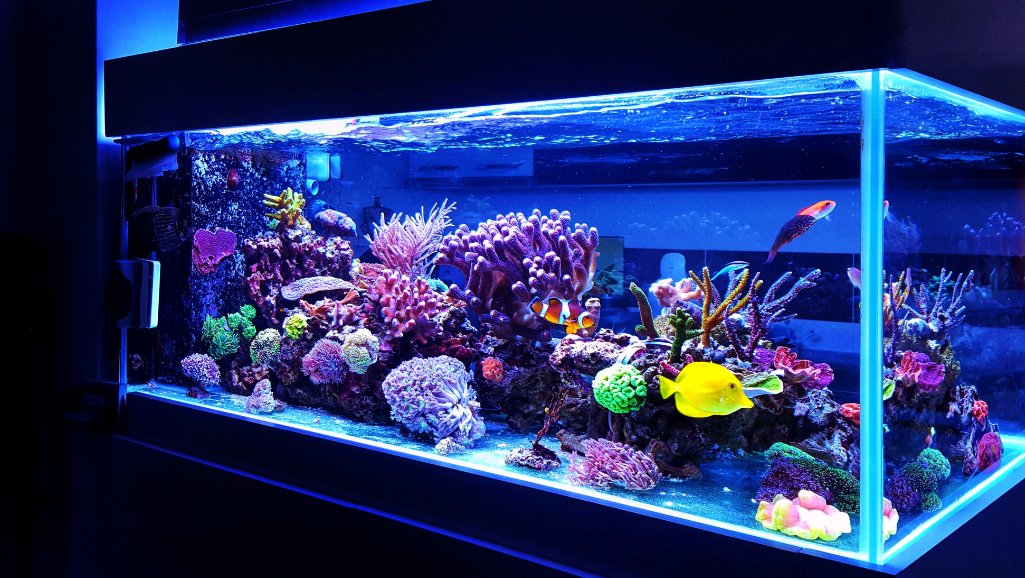 Aquarium Nitrogen Cycle