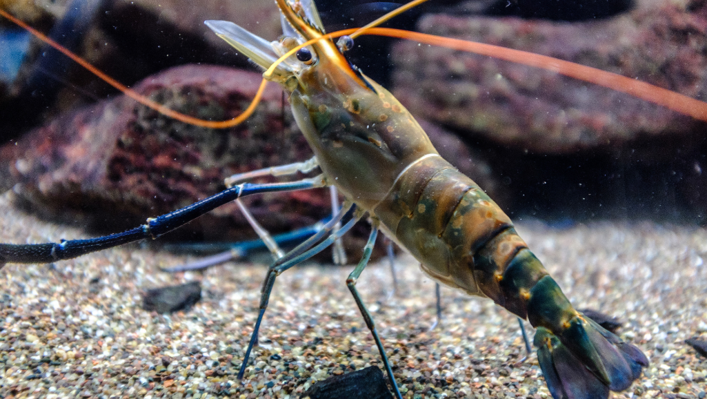 Bamboo Shrimp breeding