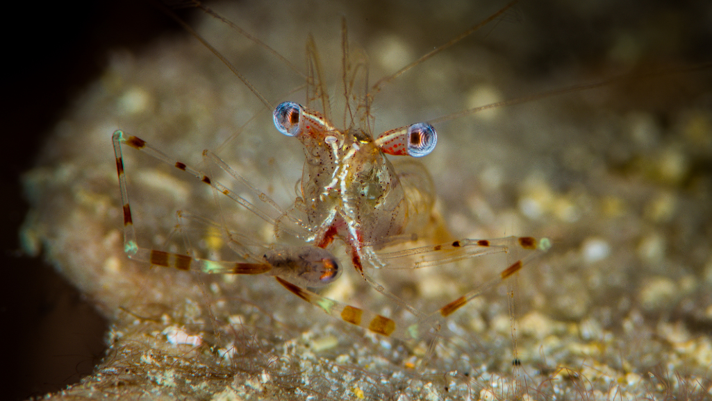 Bamboo Shrimp feeding