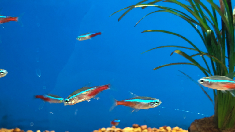 Discover the Vibrant World of Bloodfin Tetras Fish! 1 Bloodfin Tetra