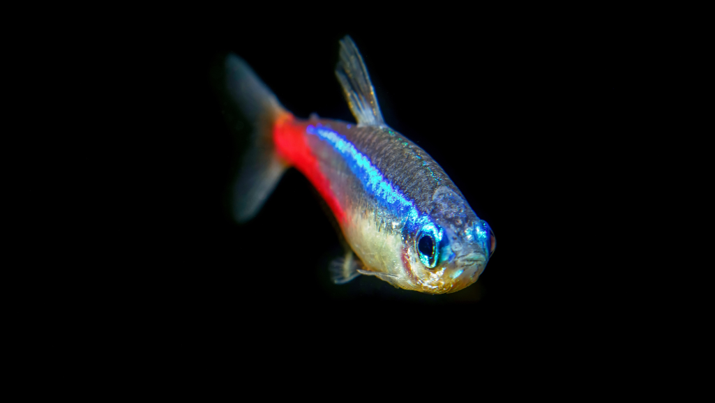 Blue Tetra