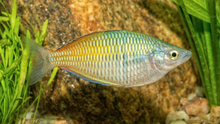 Boesemani Rainbow Fish: Vibrant Jewel of the Aquarium 60 Boesemani Rainbow