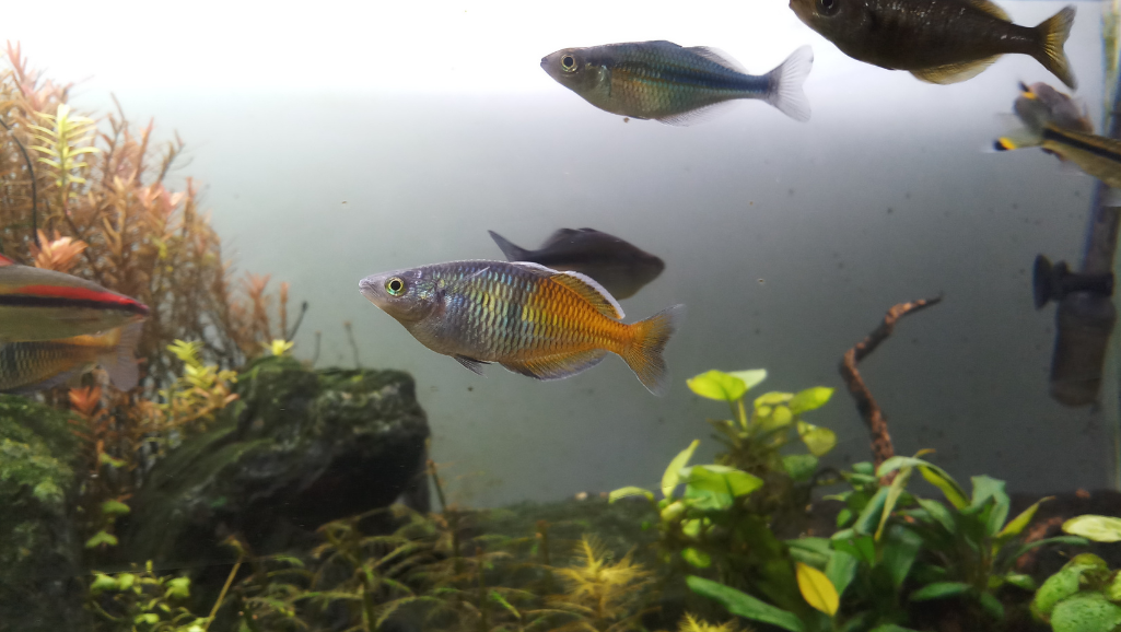 Boesemani Rainbow Fish Tropical Habitat