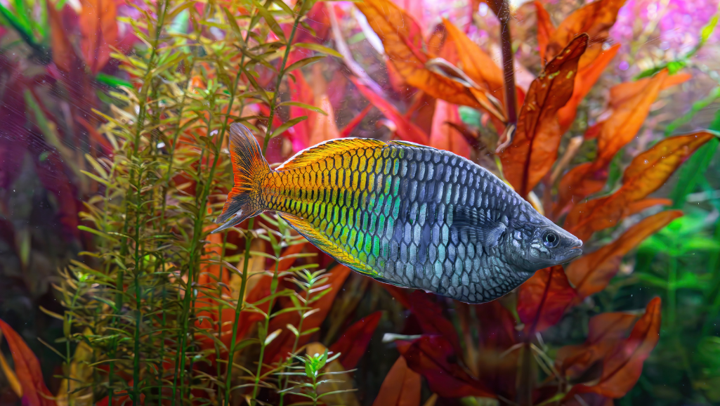 Boesemani Rainbow Fish in Aquarium