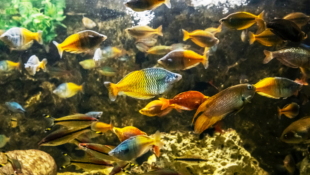 Boesemani Rainbow Tank Mates