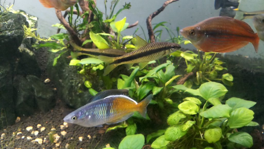 Boesemani Rainbow tank setup