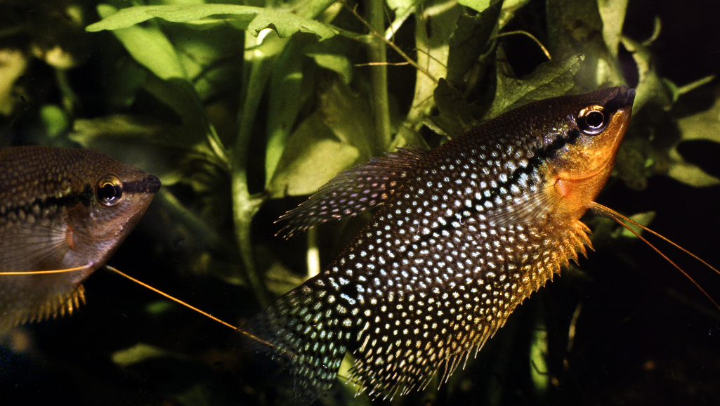 Breeding Pearl Gourami