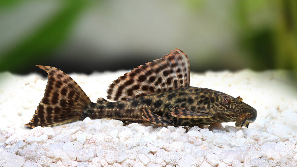 Bristlenose Pleco Lifespan