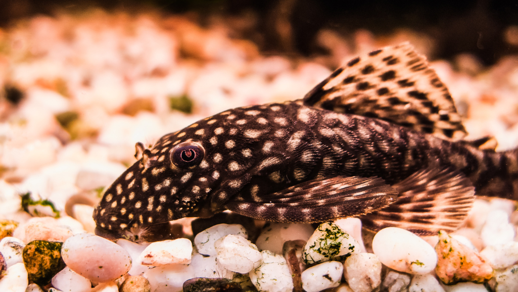 Bristlenose Plecostomus
