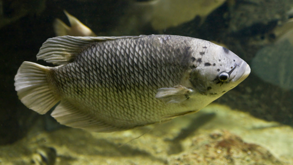 Caring for Honey Gourami