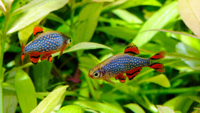 Unlock the Beauty of Celestial Pearl Danio Fish Aquariums 1 Celestial Pearl Danio