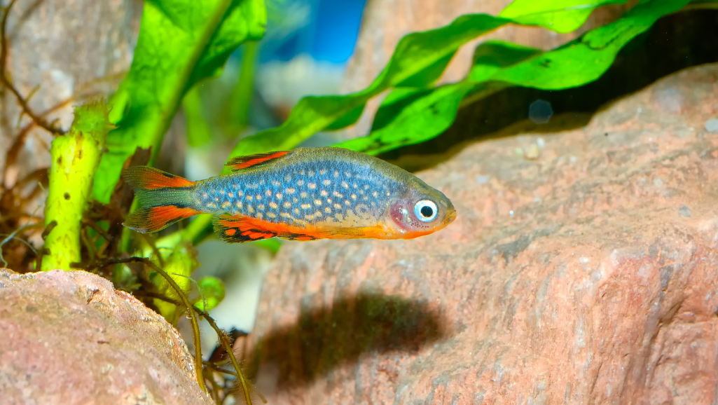 Celestial Pearl Danio Diet