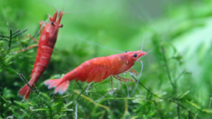 Cherry Shrimp