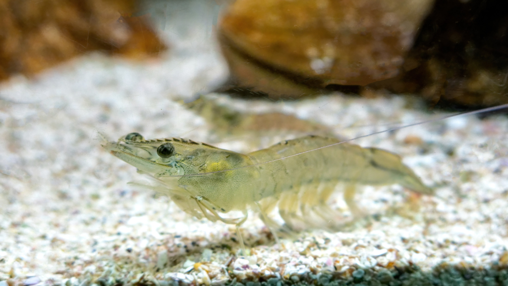 Cherry Shrimp Tank Setup