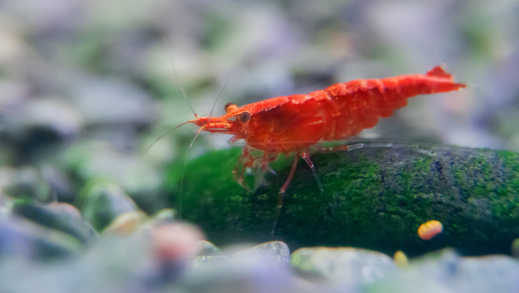  Cherry Shrimp nutrition Tips