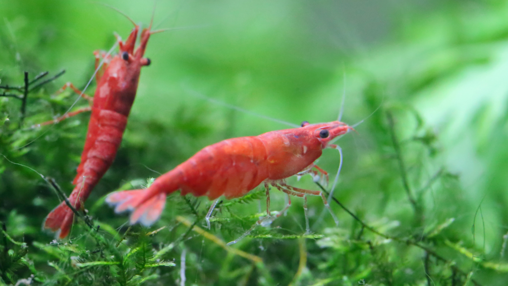 Cherry Shrimp Care: Thriving in Home Aquariums 1 Cherry Shrimp