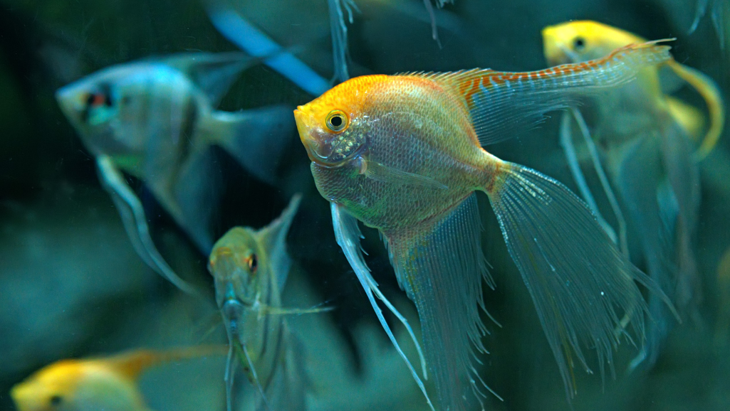 Colorful Freshwater Angelfish Types