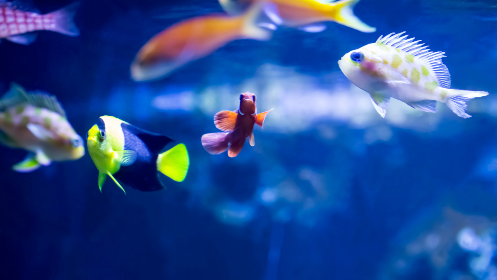 Colorful Tank Fish