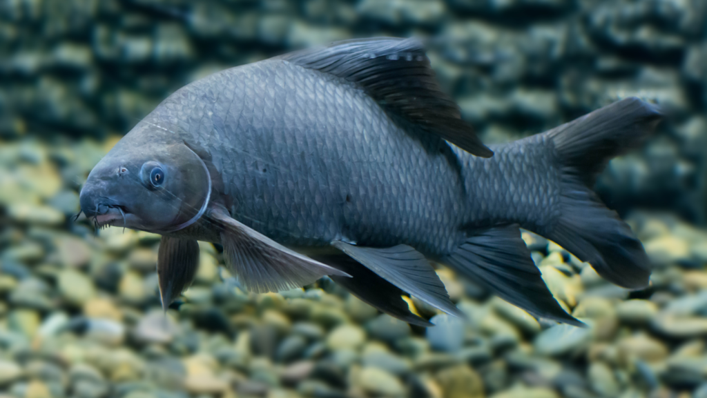 Common Freshwater Fish