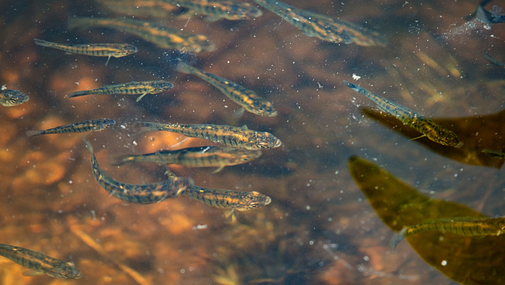 Compatible Tank Mates for White Cloud Mountain Minnow