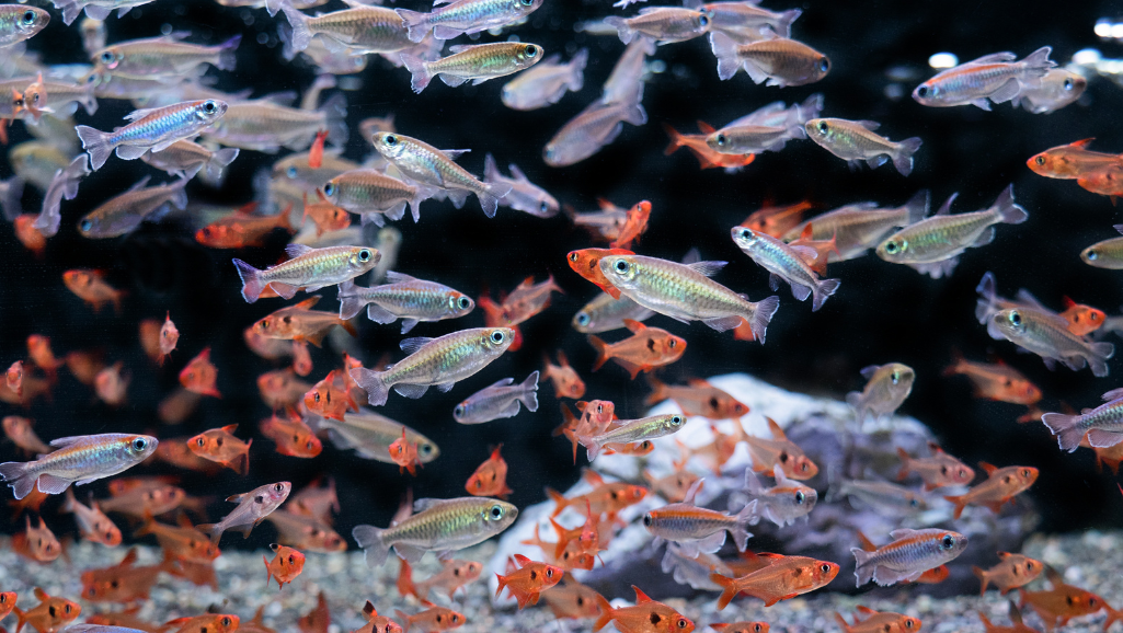 Congo Tetra Social Behavior