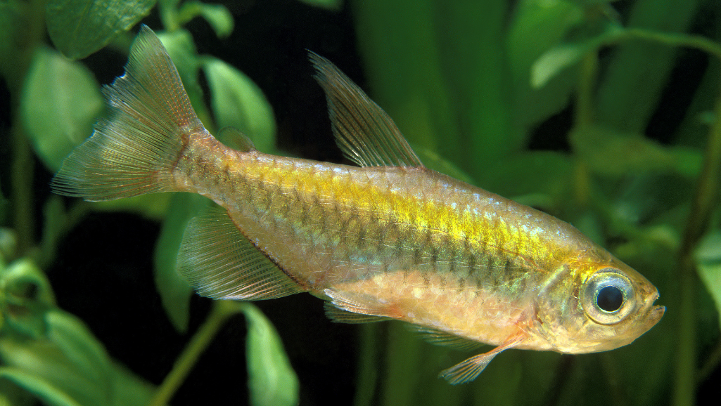 Congo Tetra behavior