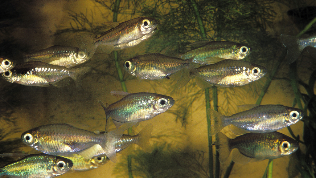 Congo Tetra diet