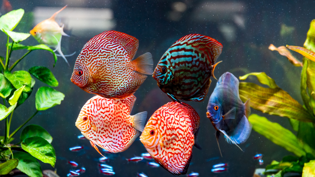 Discus Fish Care Techniques