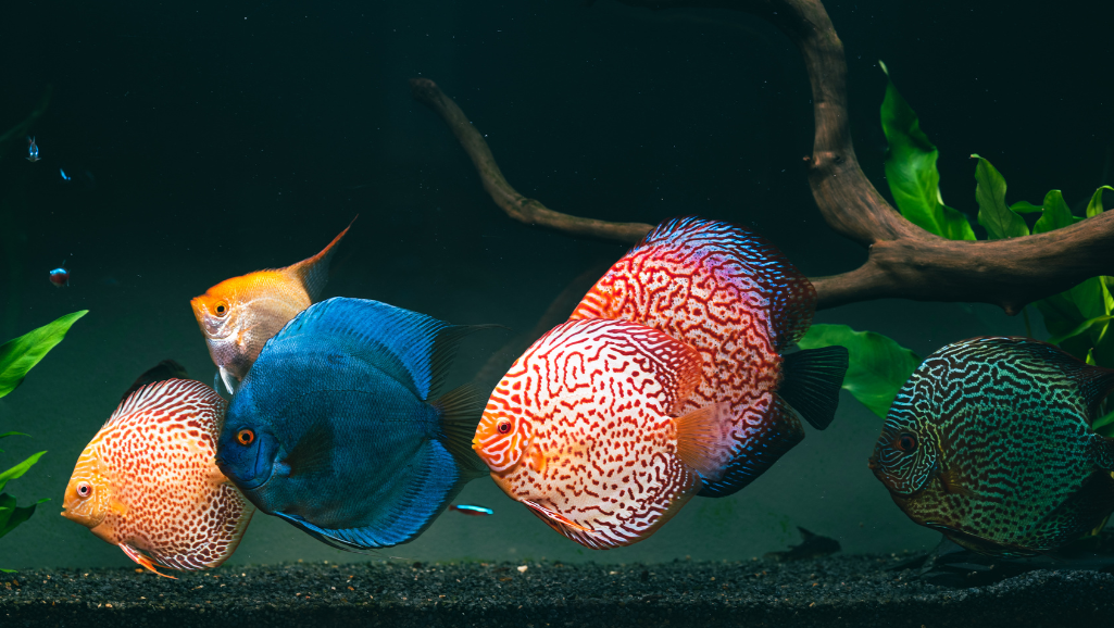 Discus Tank Setup
