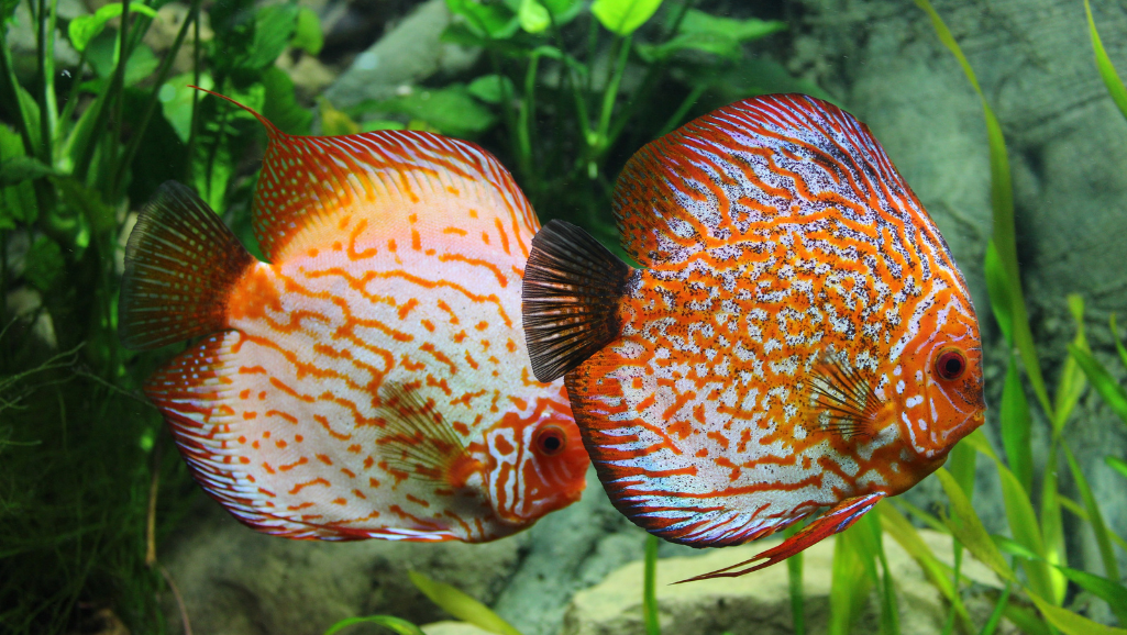 Discus community future