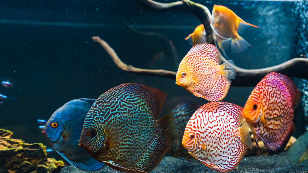Discus tank setup