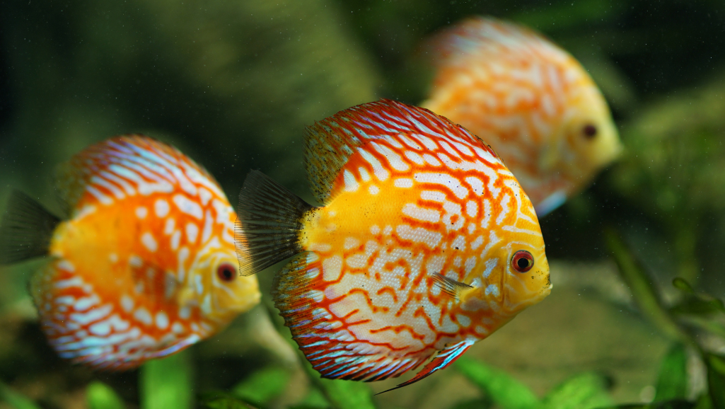Discus