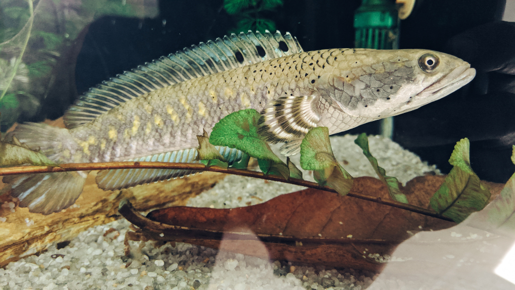 Dwarf Rainbowfish breeding