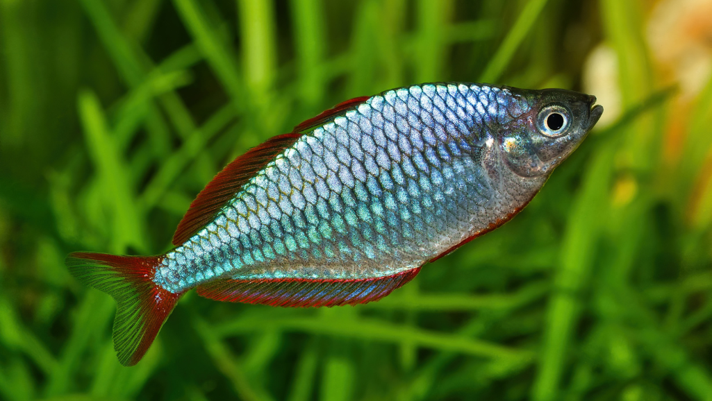 Embrace the Vivid World of Dwarf Rainbowfish 1 Dwarf Rainbowfish