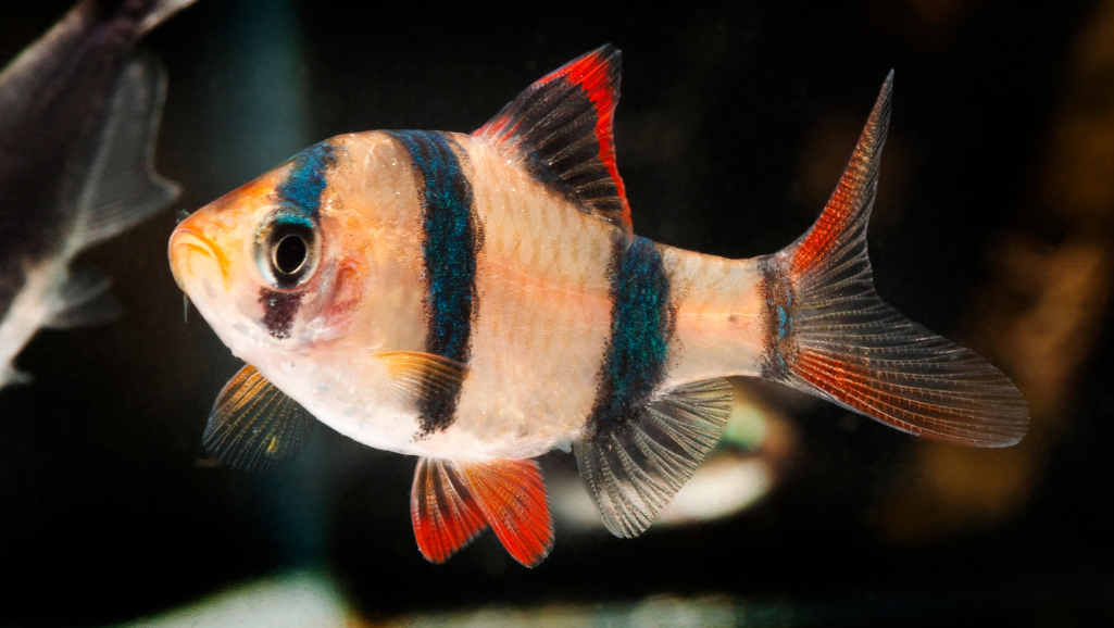 Effective Rosy Barb Tank Maintenance