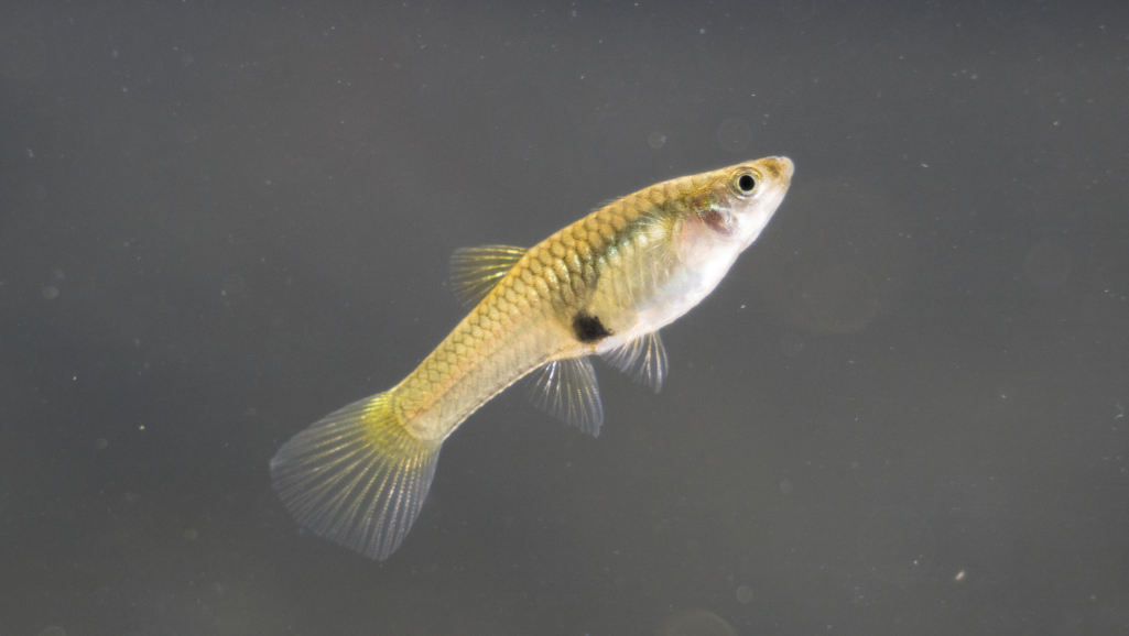Endler's Livebearer
