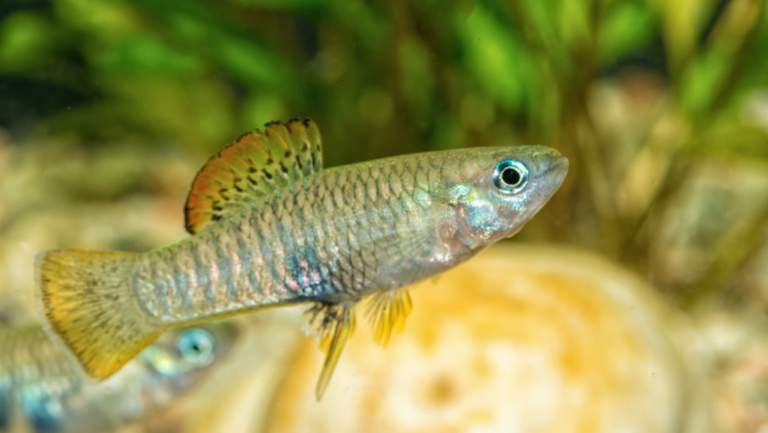 Endler's Livebearer Fish: Brighten Your Aquarium Today! 1 Endler's Livebearer