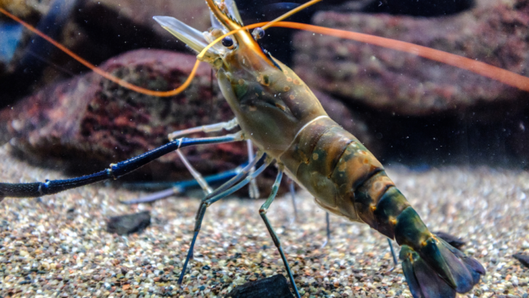 Unveiling the Mystery of Ghost Shrimp Care 7 Ghost Shrimp
