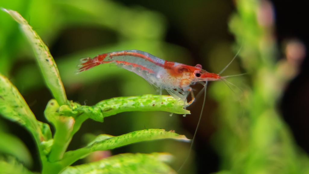 Ghost Shrimp Water Parameters