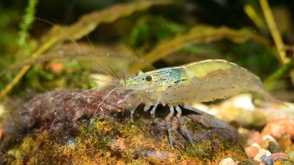 Ghost Shrimp in Freshwater Aquarium