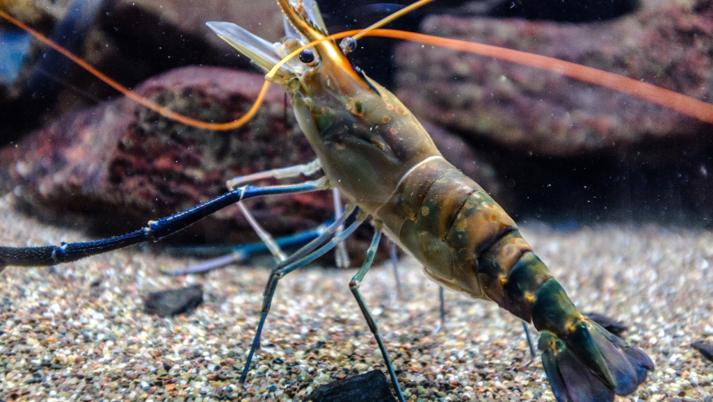 Unveiling the Mystery of Ghost Shrimp Care 1 Ghost Shrimp