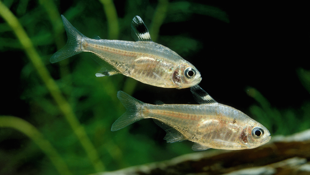 Glass Bloodfin Tetra breeding