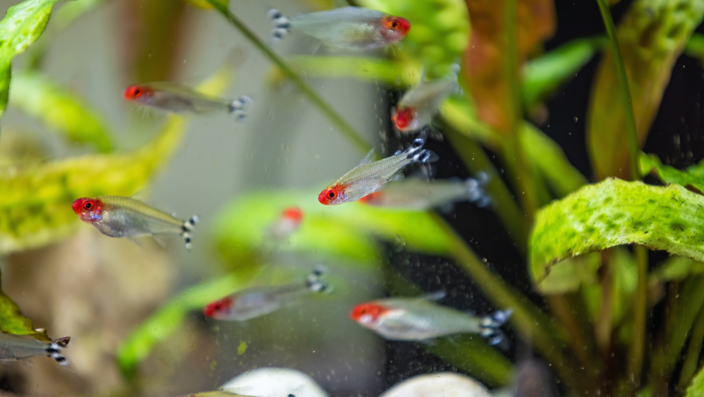 Glass Bloodfin Tetra in Tropical Aquarium