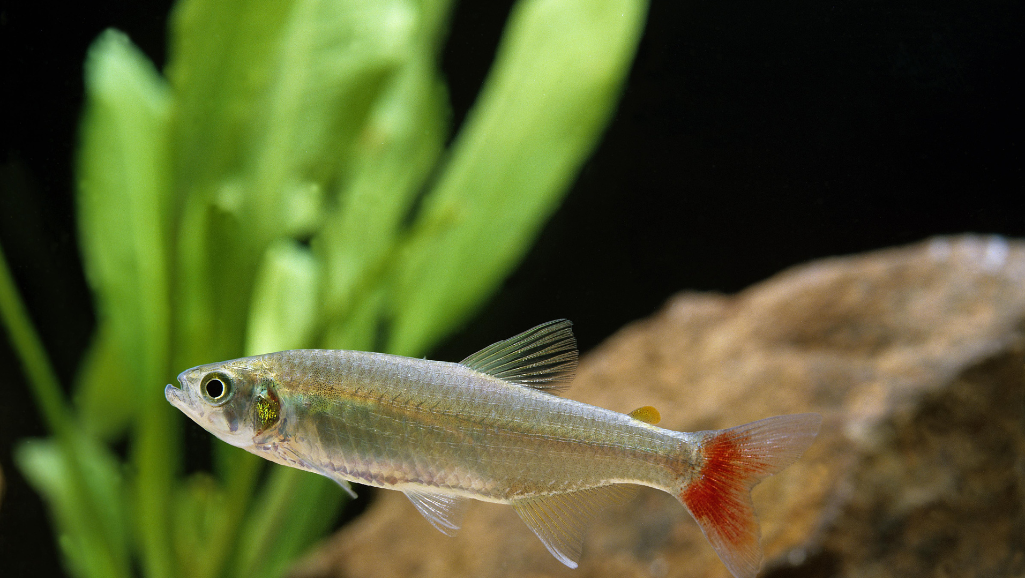 Discover the Vibrant Glass Bloodfin Tetra Fish Today! 1 Glass Bloodfin Tetra