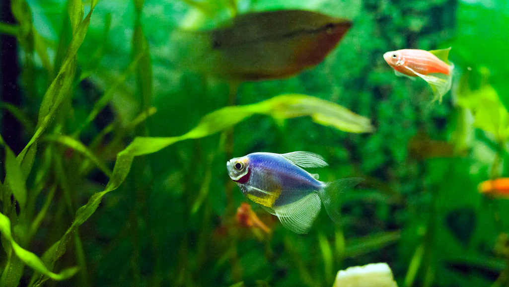GloFish Nutrition