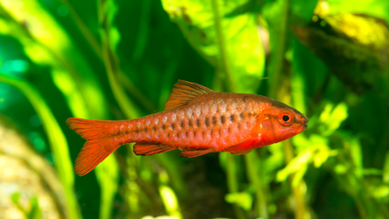 Gold Barb Fish Care Guide: Thrive in Your Aquarium 1 Gold Barb