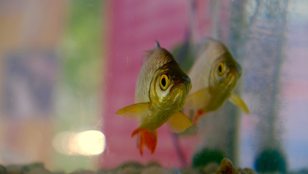 Gold Barb breeding tank setup