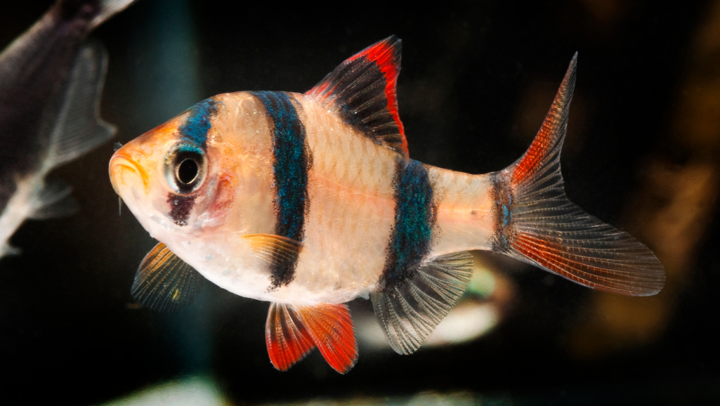 Gold Barb feeding