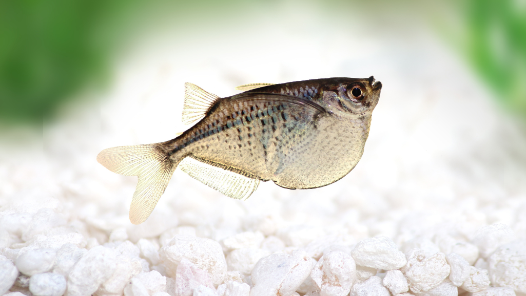 Hatchetfish in Aquarium