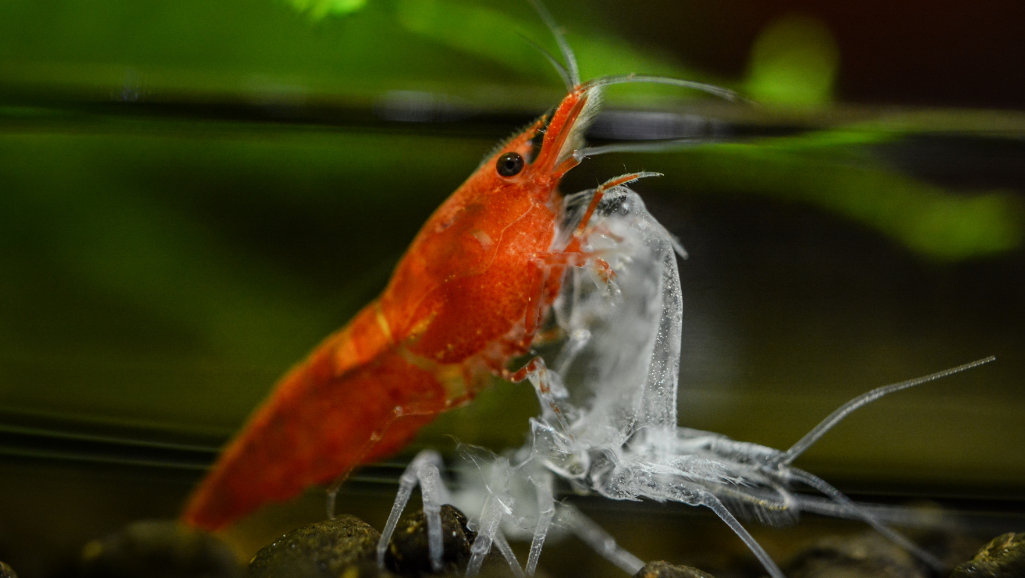 Healthy Cherry Shrimp in ideal water conditions
